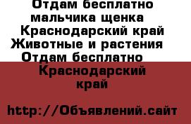 Отдам бесплатно мальчика щенка - Краснодарский край Животные и растения » Отдам бесплатно   . Краснодарский край